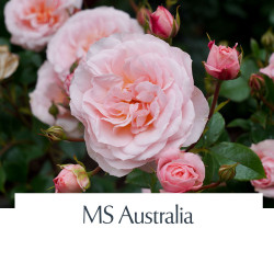 MS Australia